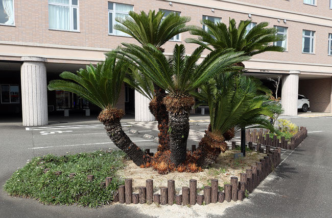 丸太