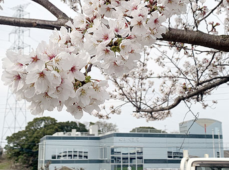 桜