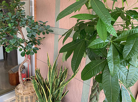 観葉植物